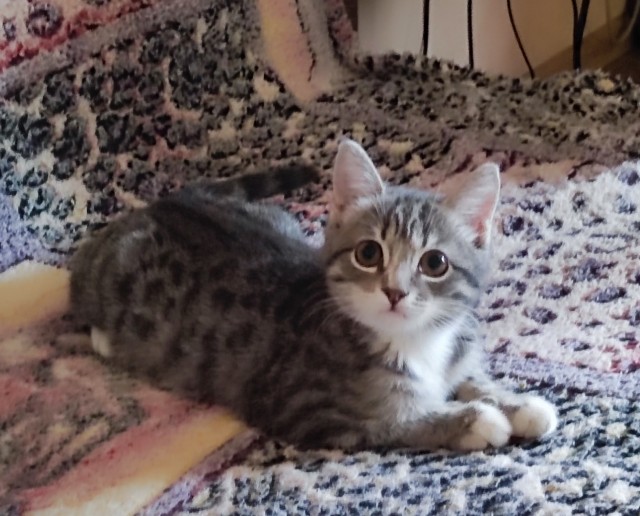 Котята