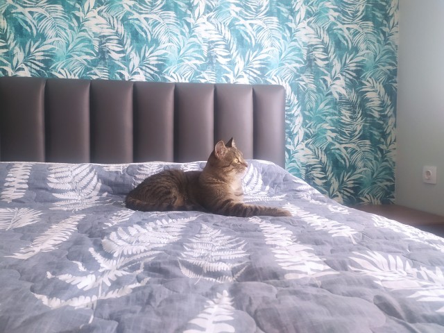 Котовторник 17.01.23