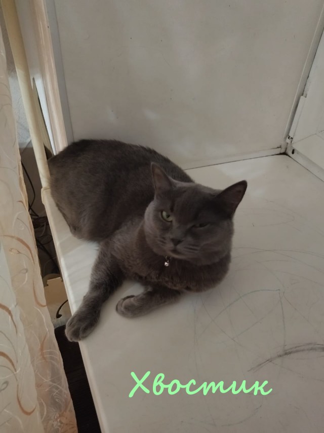 Жизнь домашнего приюта "Котоленд" 373