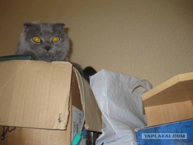 Котовторник 26.03.2013
