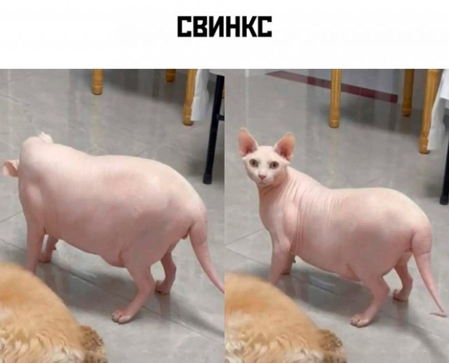 Картинок вам