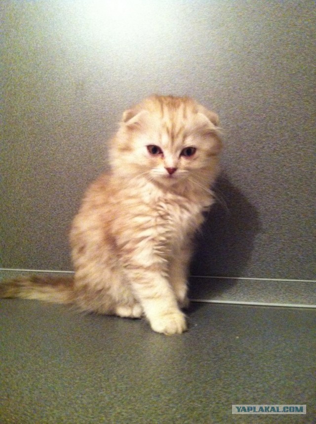Котовторник 09.04.2013