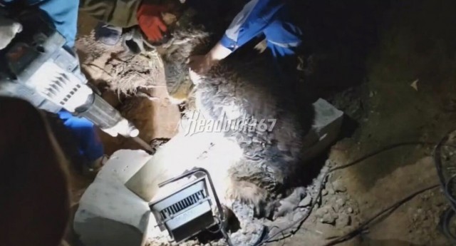 Шел девятый час работы: появились подробности спасения пса из бетона под Смоленском