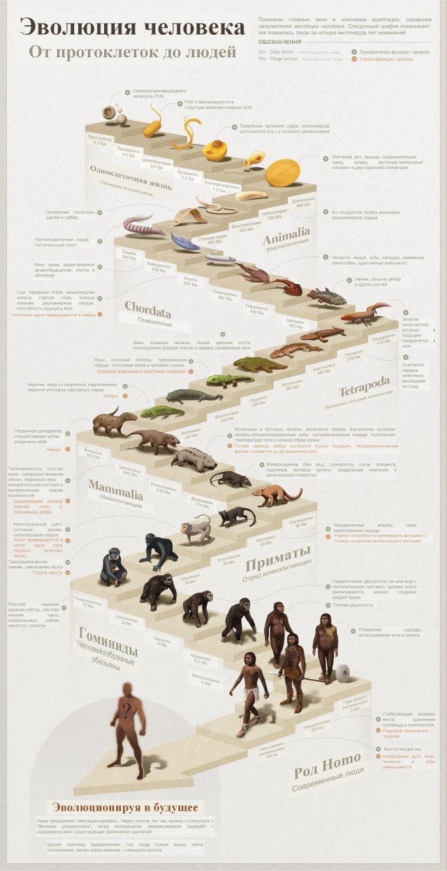 От первых клеток к Homo sapiens: посмотрите на 4 миллиарда лет эволюции в одной картинке