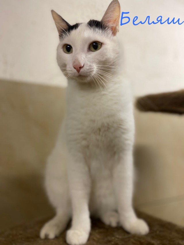 Жизнь домашнего приюта "Котоленд" 395