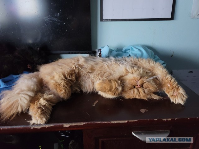 Походу мой кот бухает втихаря