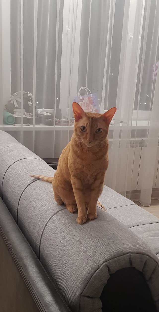 Котовторник Рыжих