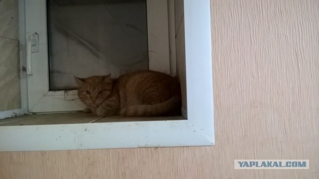 Жизнь домашнего приюта для котеек 478