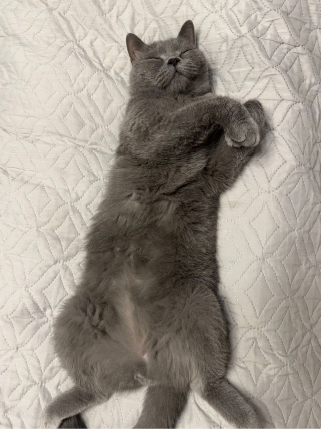 Котовторник уже пришёл?