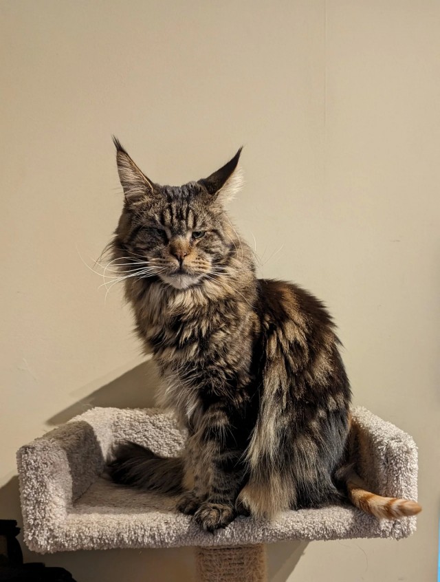 Из крошки в великана: котенок мейн-куна вырос и стал гигантом