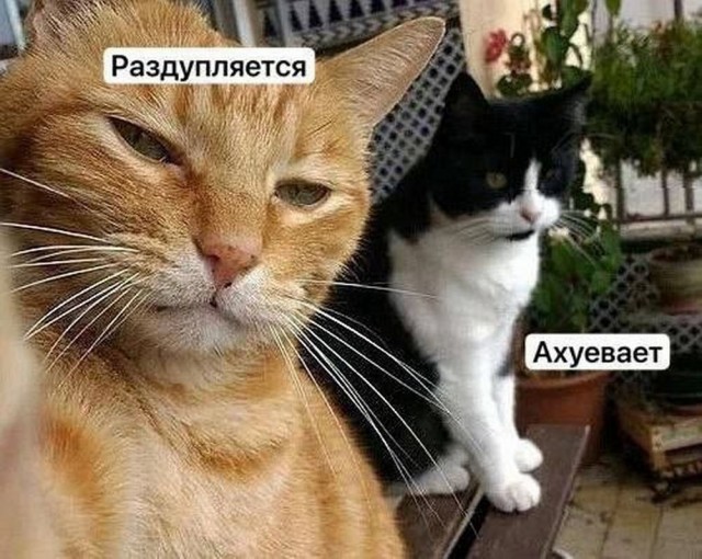 Ставь лайк