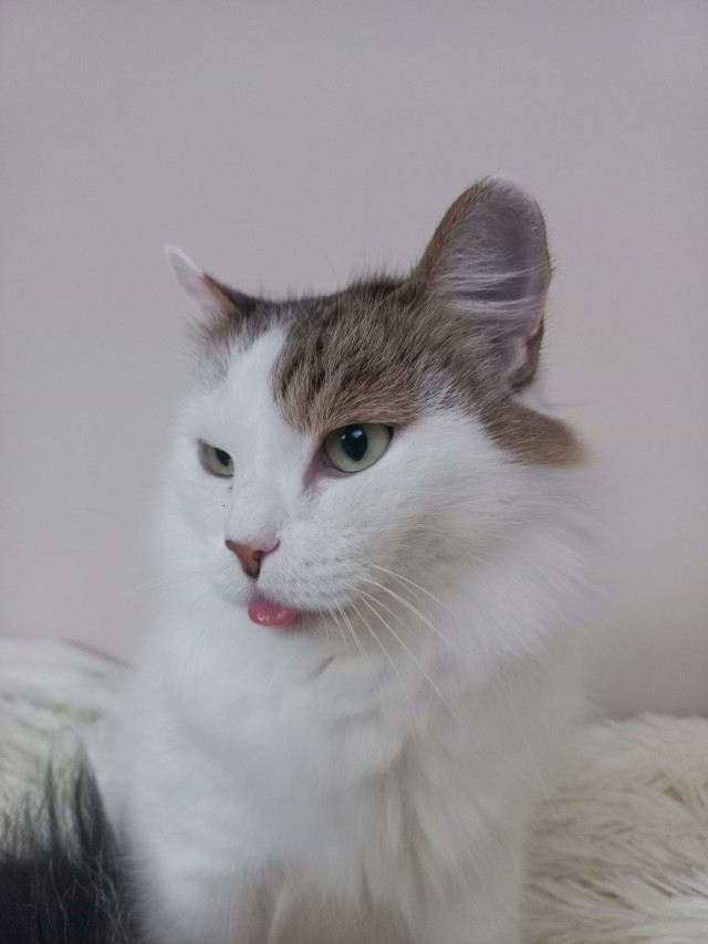 Котовторник