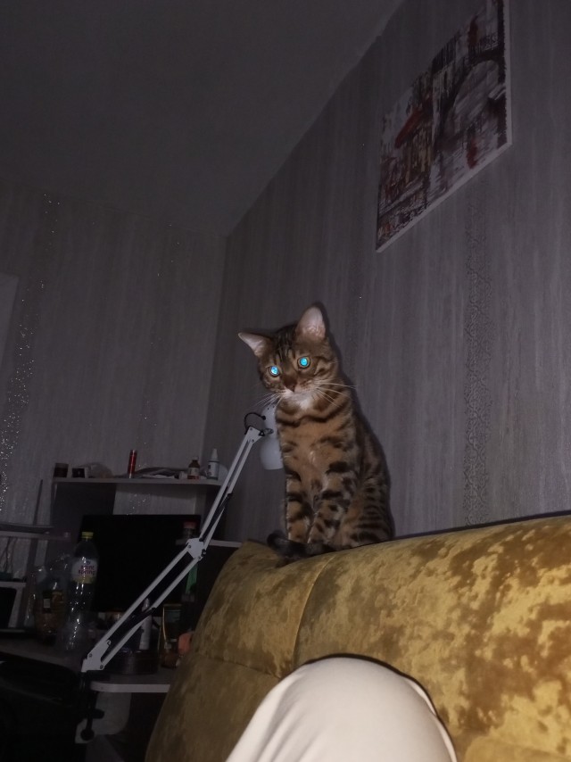 Котовторник 05/11/2024