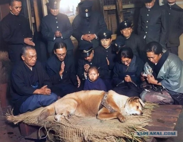Последнее фото Хатико.