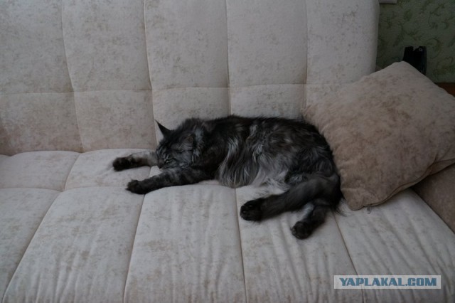 Немного о  Мейн Куне.