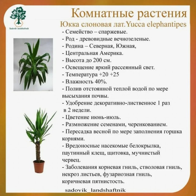 Куда девать Юку?