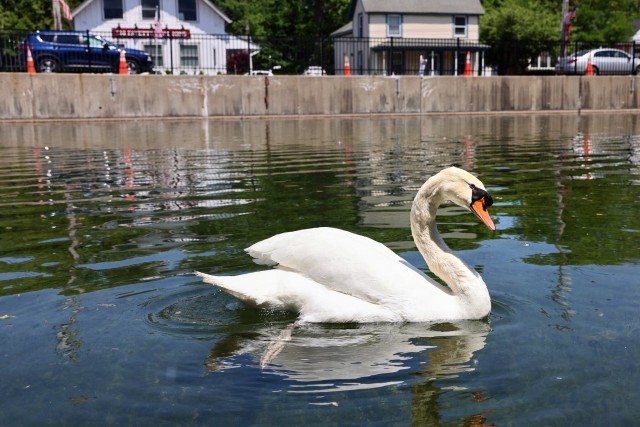 В Нью-Йорке похитили и съели городского лебедя