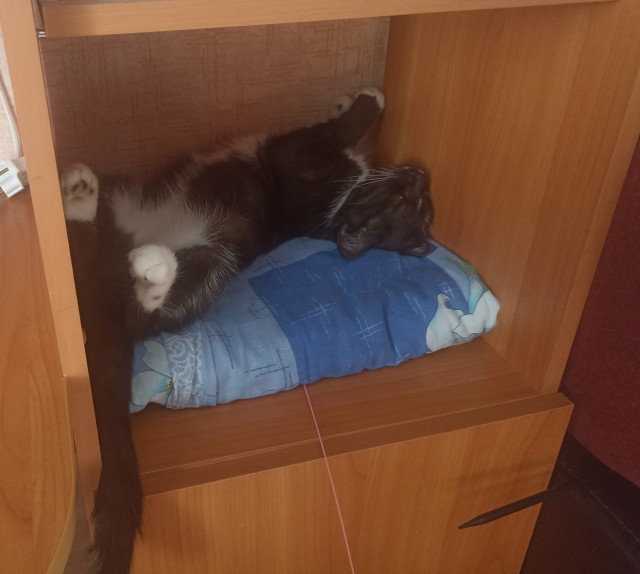 Котовторник скоро.