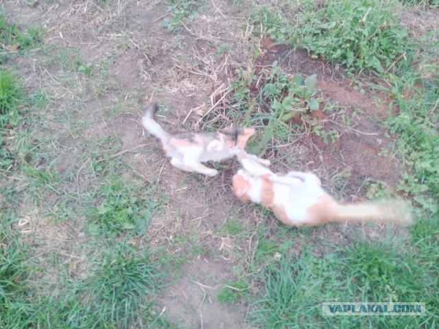 Жизнь домашнего приюта для котеек 557