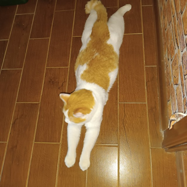 Посоветуйте по котею