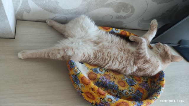 Ученые поняли, почему кошки пробуют воду лапой