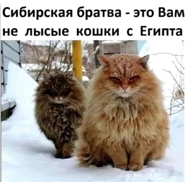 Так себе картинки 16.12.25