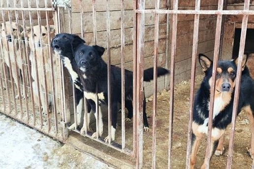 Владелец приюта грозит оставить красноярцев с 750 агрессивными собаками