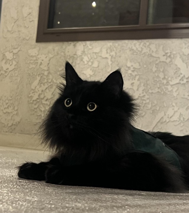 Шикарный кот