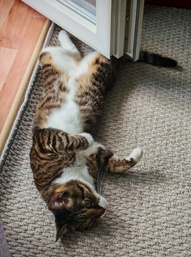 С котовторником!