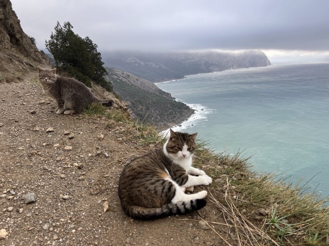 Котовторник