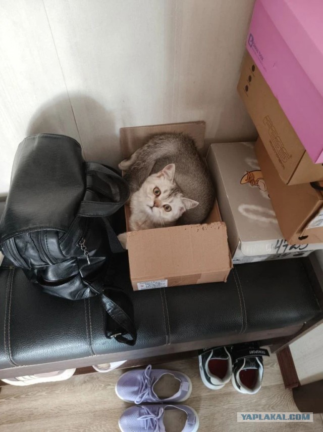 Котовторник и кошка