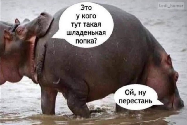 Самцы бегемотов разбрасывают помёт хвостом, как пропеллером