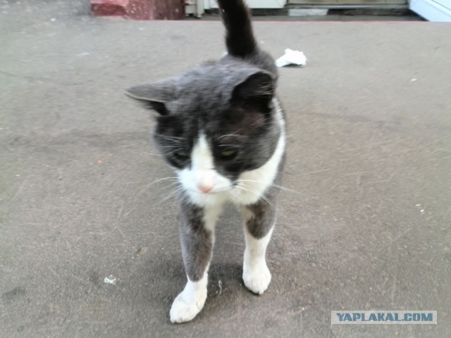 Котовторник   27.08.2013