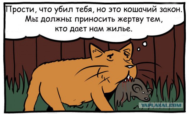 Почему кошки убивают мышей