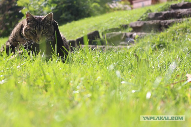 Котовторник 22.04.2014