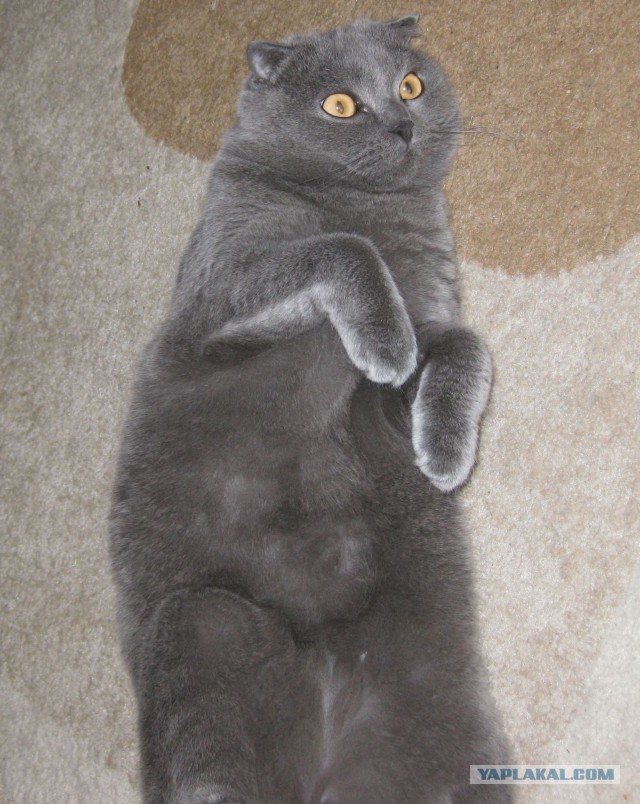 Котовторник 24.06.2014
