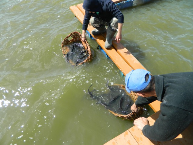 Чувашия. Рыбалка на "платнике" июнь 2014