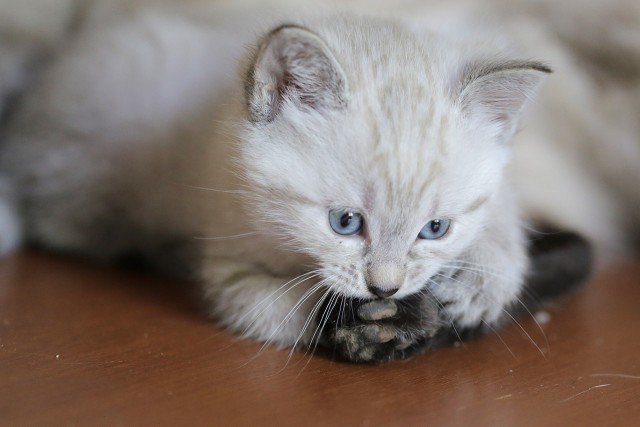 Котовторник 19.08.2014