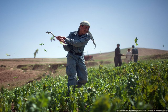 Уничтожение маковых полей в Афганистане