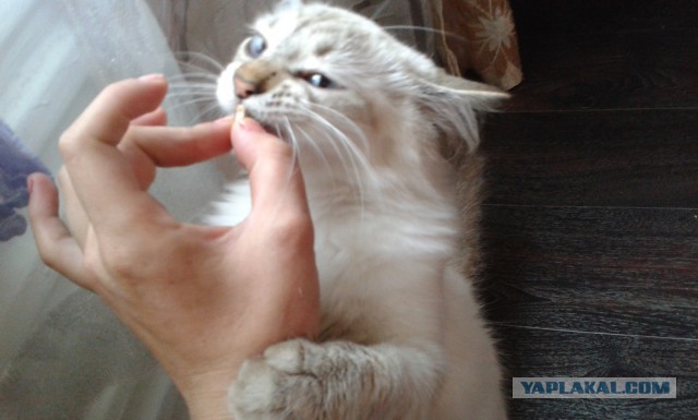 Котовторник 09.09.2014