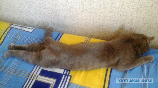 Котовторник 09.09.2014