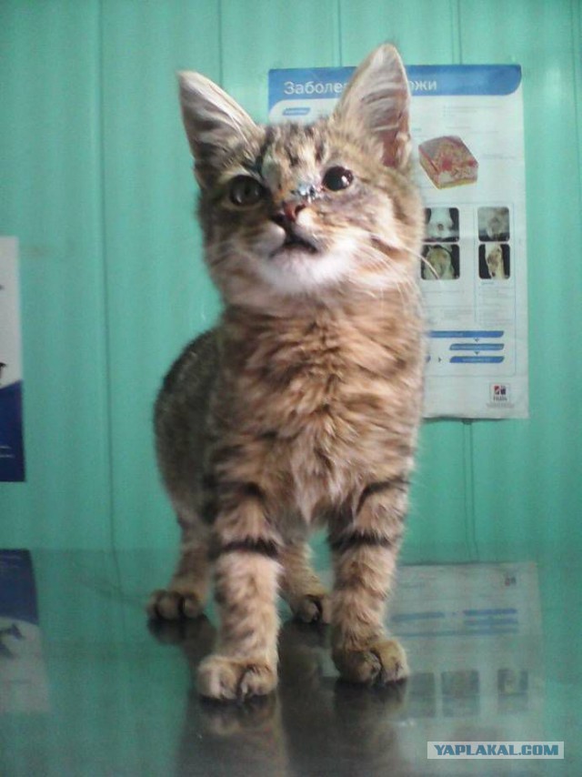 Ветеринар спас котенка