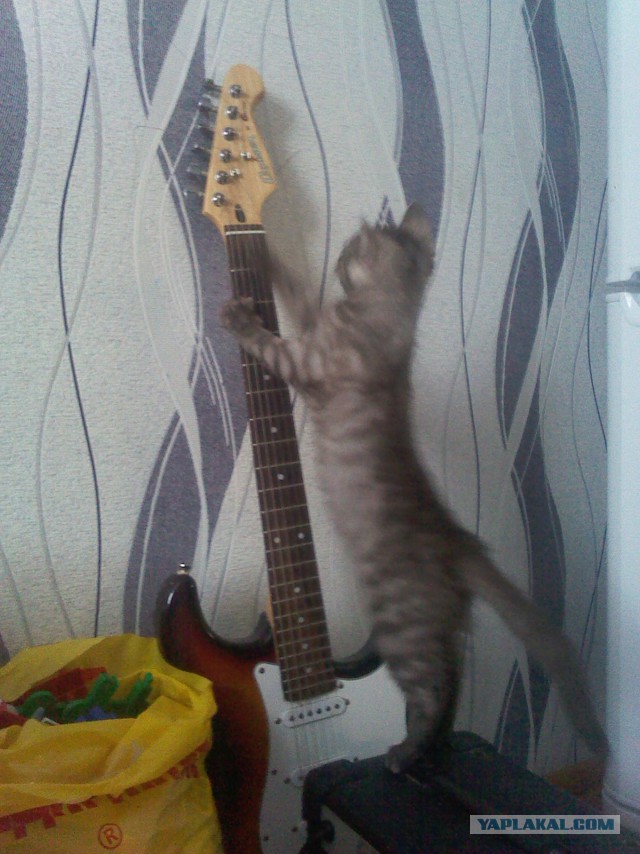 Котовторник 24.03.2015