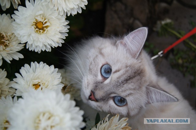 Самые красивые породы кошек (Топ 21)