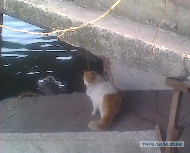 Котовторник 31.03.2015