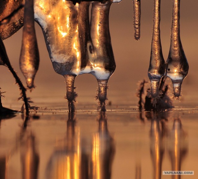 Ледяная зима