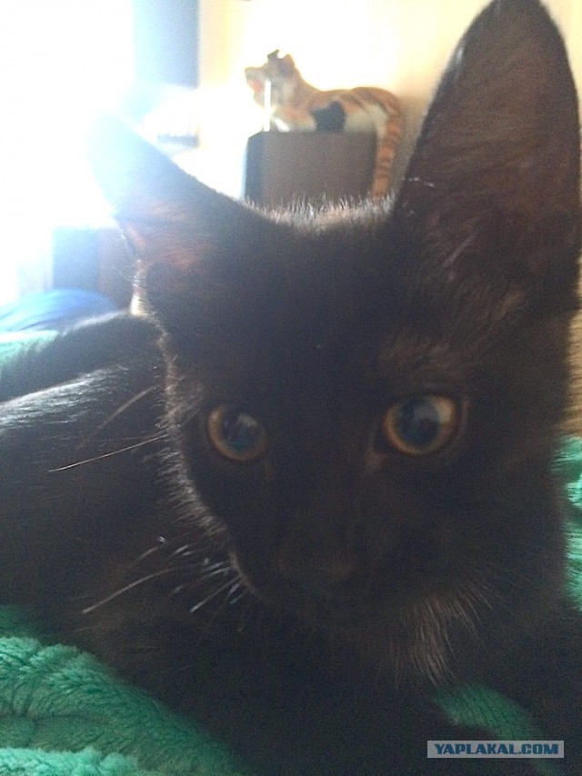 Котовторник 15-09-2015 !