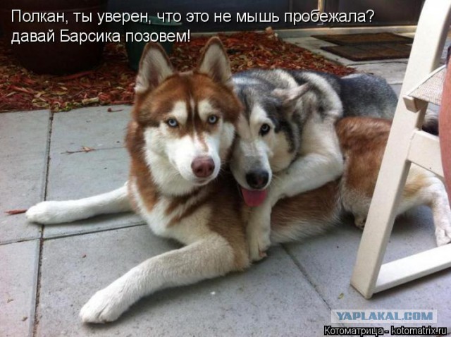 Собаки против котов