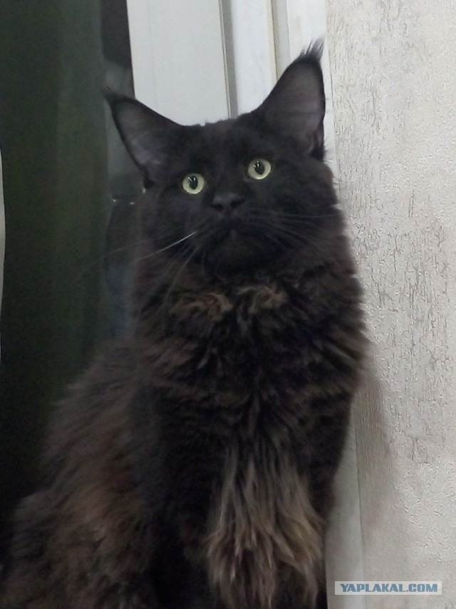 Мей Кун