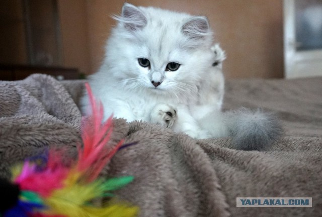 Котовторник 03.11.2015